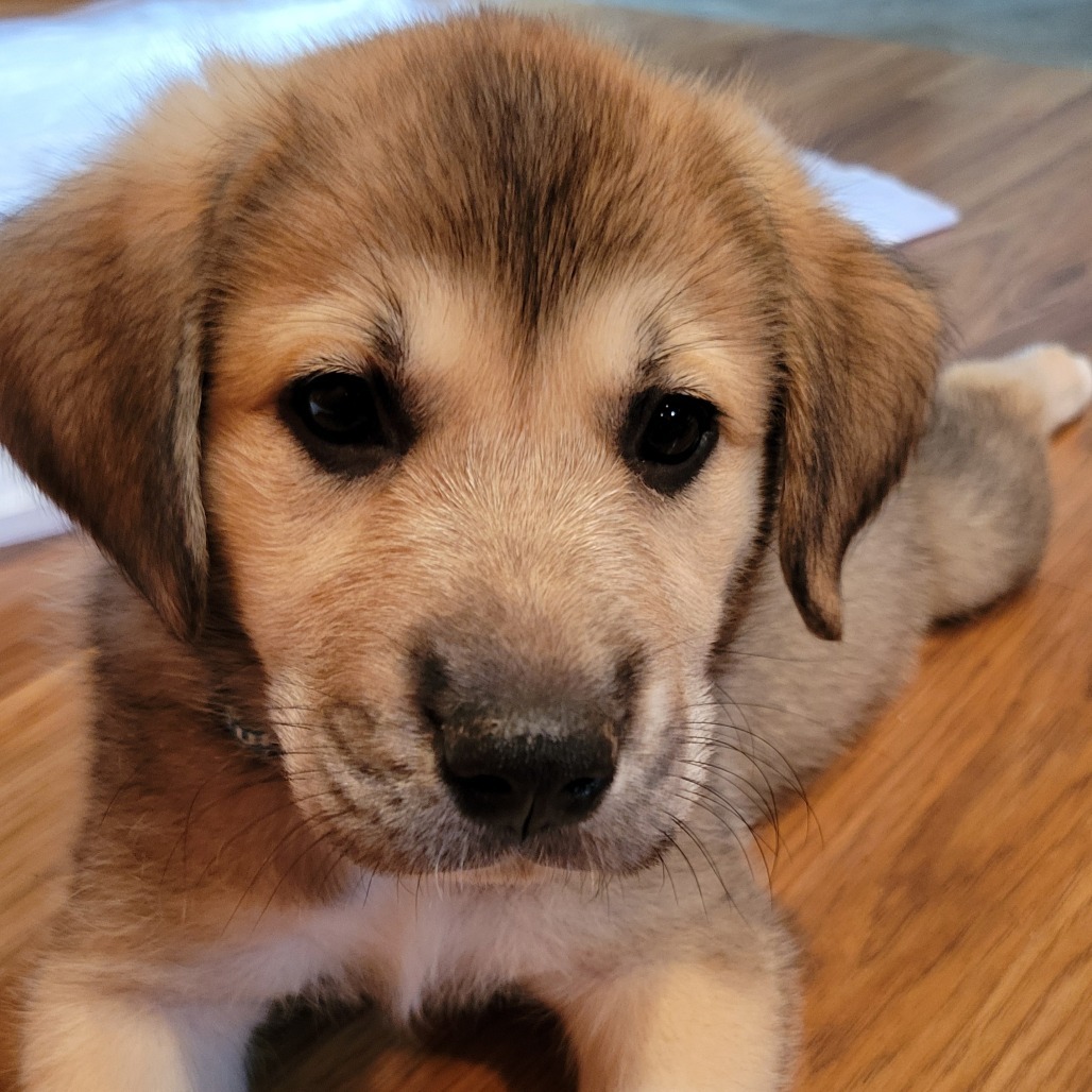 Lilly