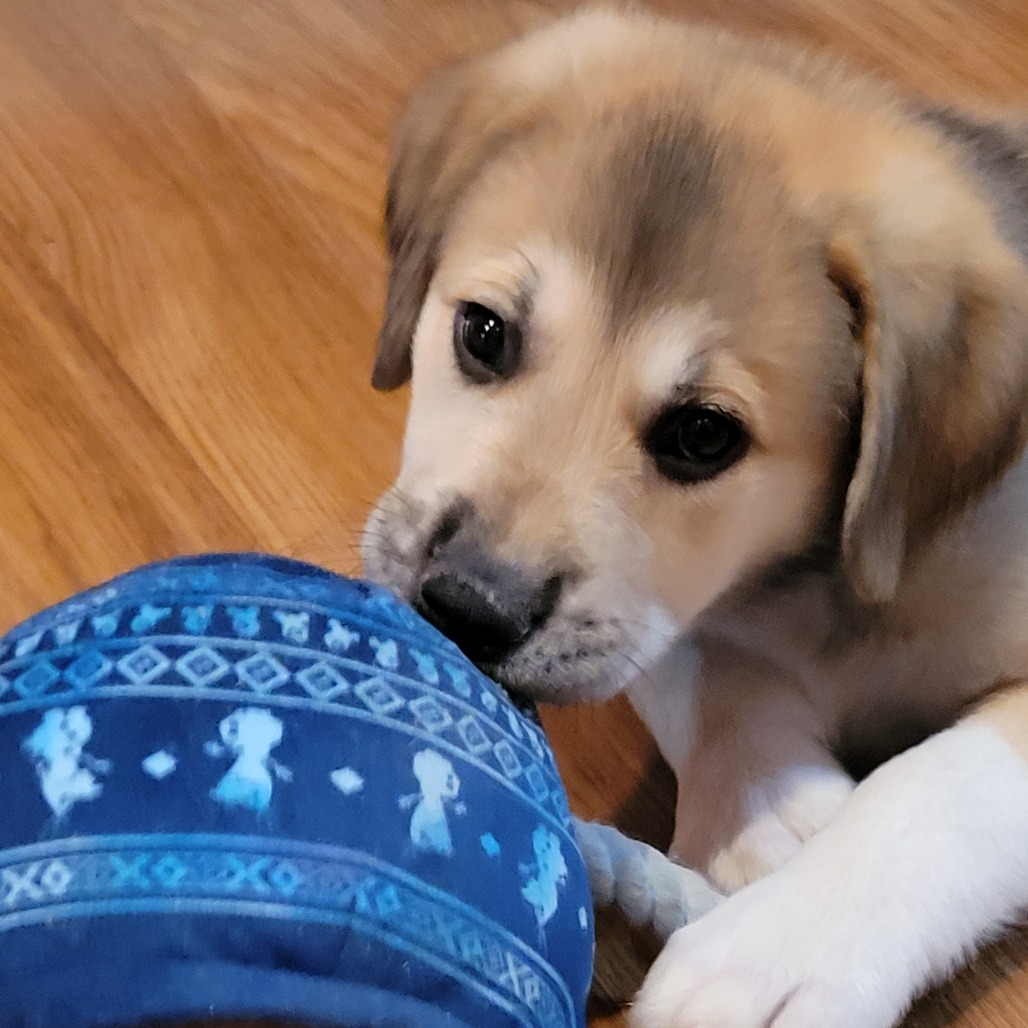 Lilly