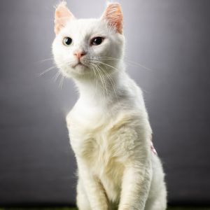 Rivian, Adult Male Domestic Short Hair