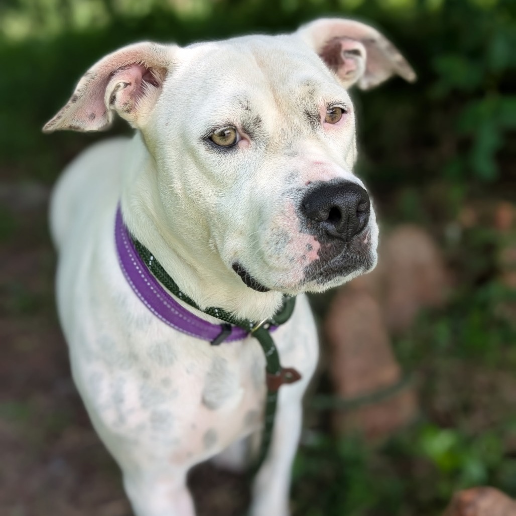 Nilla 27921