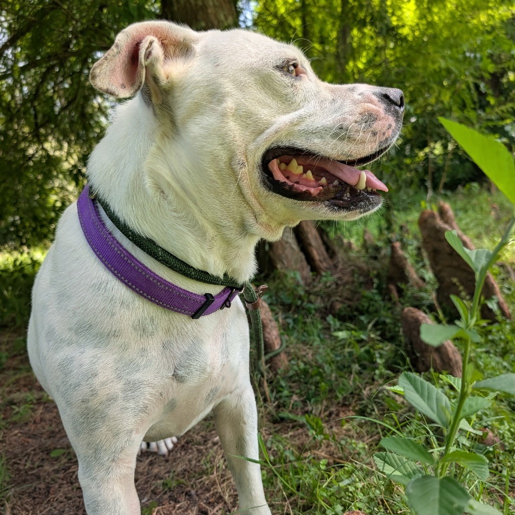Nilla 27921