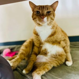 Paloma 27188, Adult Female Domestic Short Hair