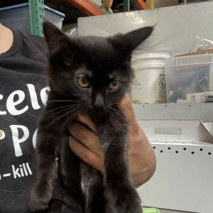Yesenia - Pico Rivera Petsmart, Baby Female Domestic Medium Hair