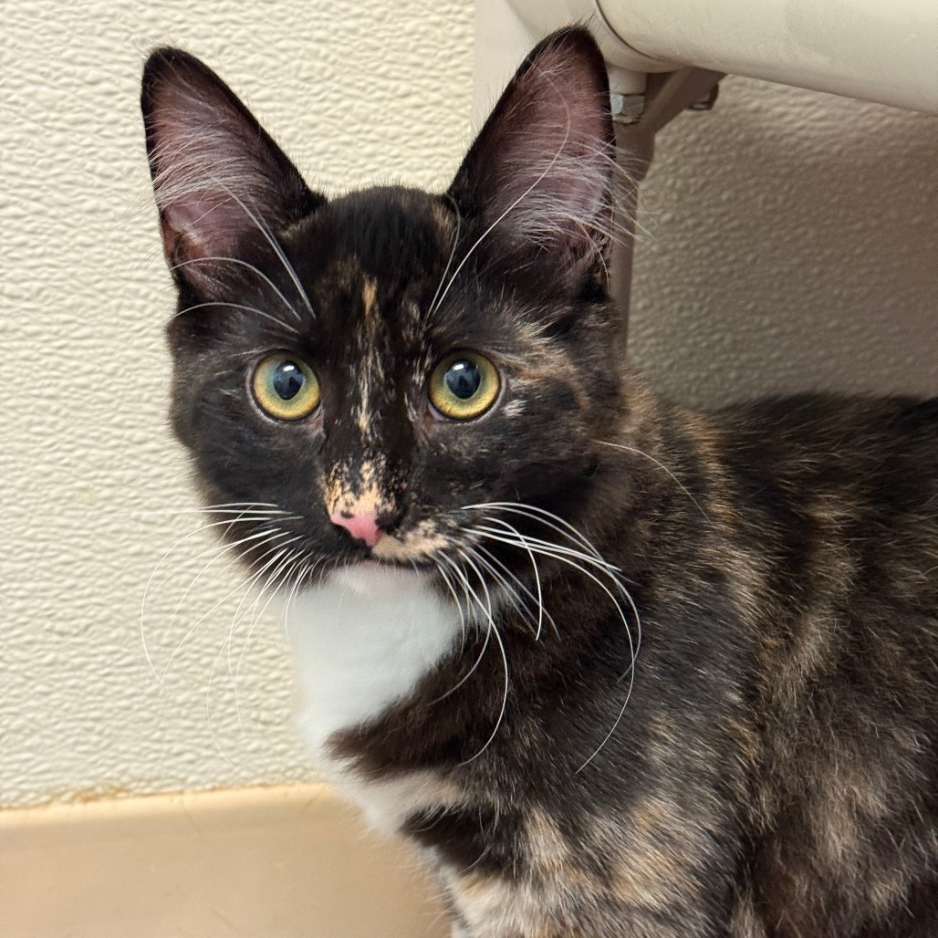 Margo, an adoptable Domestic Medium Hair in Fort Bragg, CA, 95437 | Photo Image 1