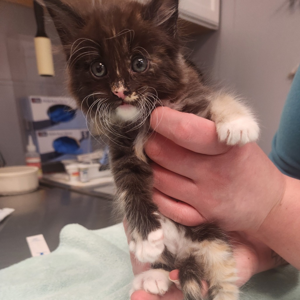 Margo, an adoptable Domestic Medium Hair in Fort Bragg, CA, 95437 | Photo Image 2