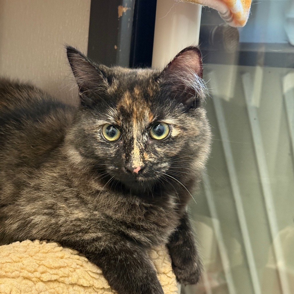 Agnes, an adoptable Domestic Medium Hair in Fort Bragg, CA, 95437 | Photo Image 1