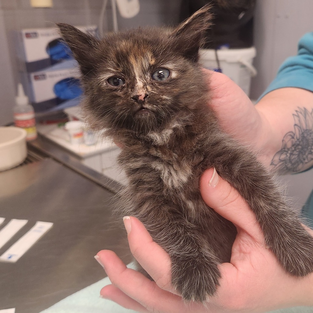 Agnes, an adoptable Domestic Medium Hair in Fort Bragg, CA, 95437 | Photo Image 2