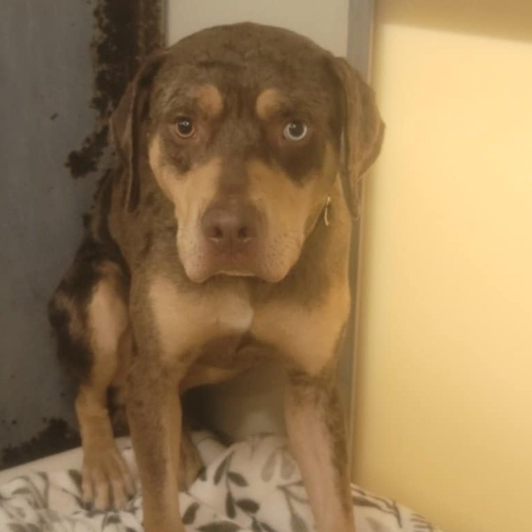 Milo, an adoptable Catahoula Leopard Dog in Fort Bragg, CA, 95437 | Photo Image 2