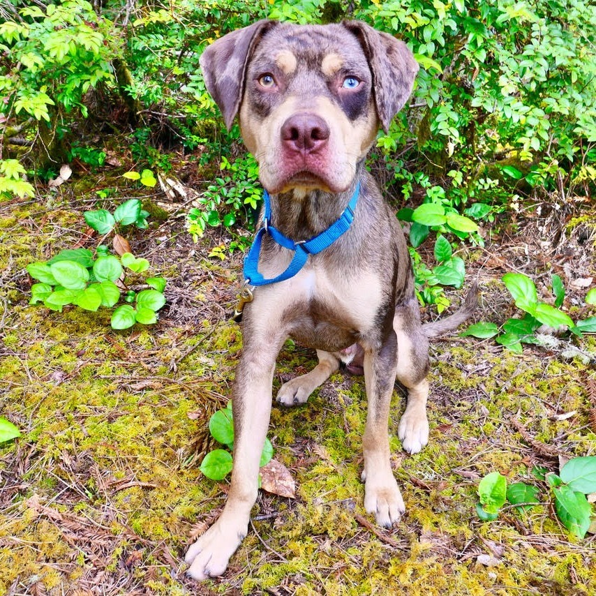 Milo, an adoptable Catahoula Leopard Dog in Fort Bragg, CA, 95437 | Photo Image 3