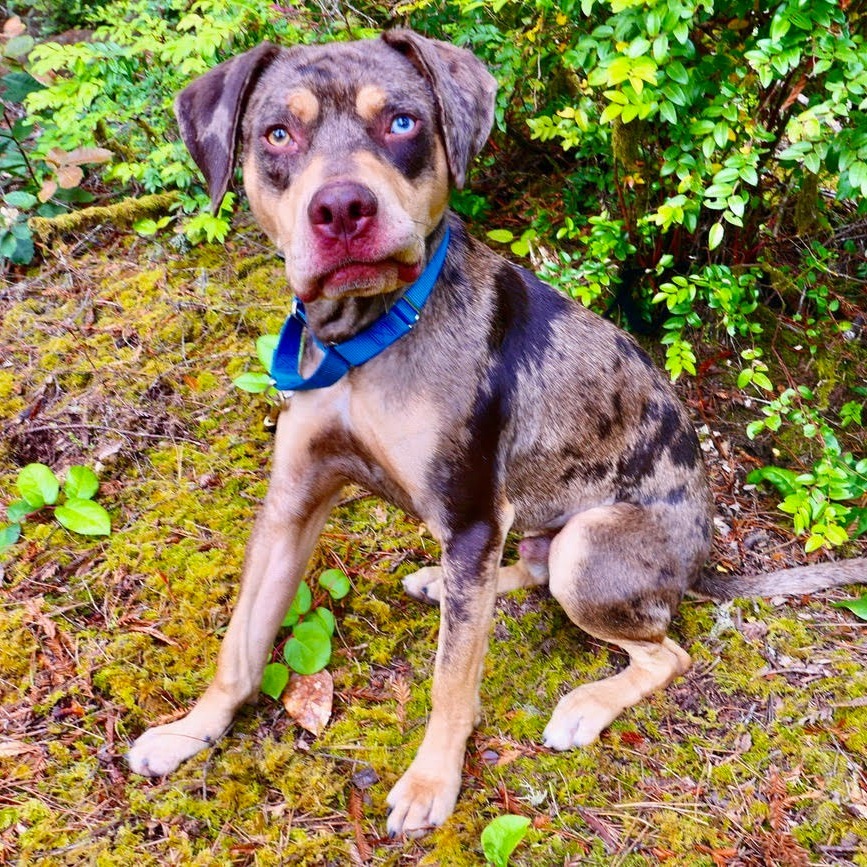 Milo, an adoptable Catahoula Leopard Dog in Fort Bragg, CA, 95437 | Photo Image 4