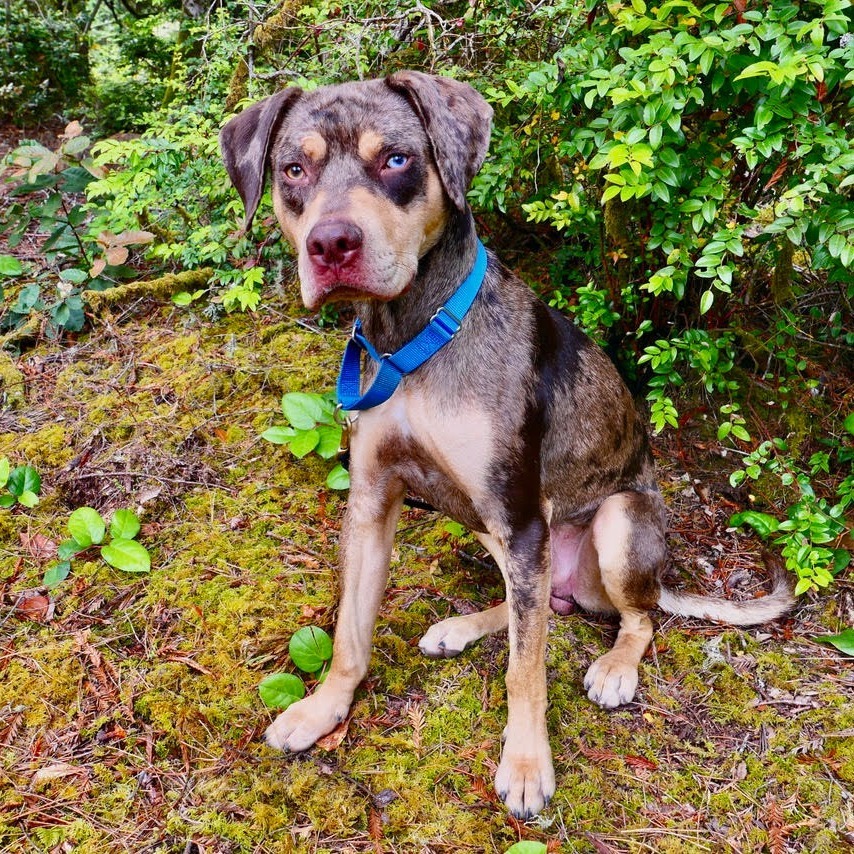 Milo, an adoptable Catahoula Leopard Dog in Fort Bragg, CA, 95437 | Photo Image 5