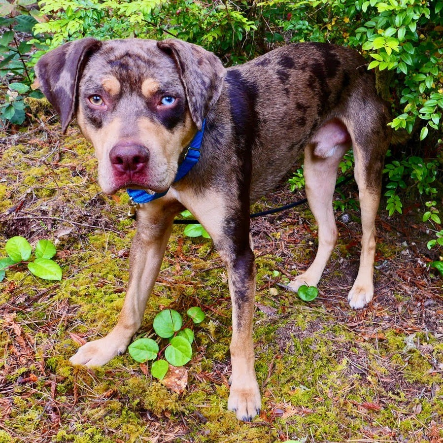 Milo, an adoptable Catahoula Leopard Dog in Fort Bragg, CA, 95437 | Photo Image 6