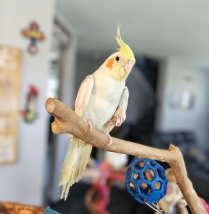 Nova, Senior Male unknown