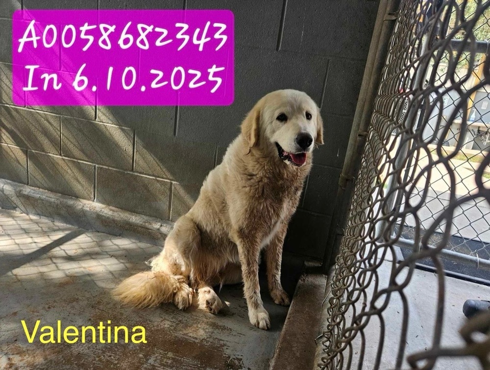 Valentina, an adoptable Komondor in Cheektowaga, NY, 14227 | Photo Image 1