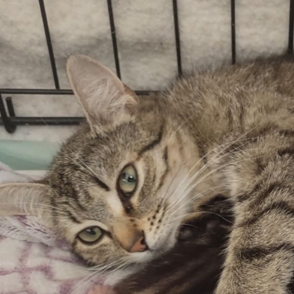 Pet Image