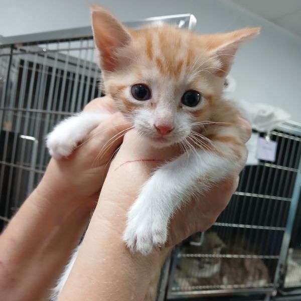 Pet Image