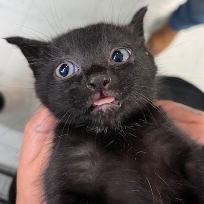 Pet Image