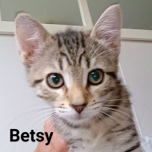 Pet Image