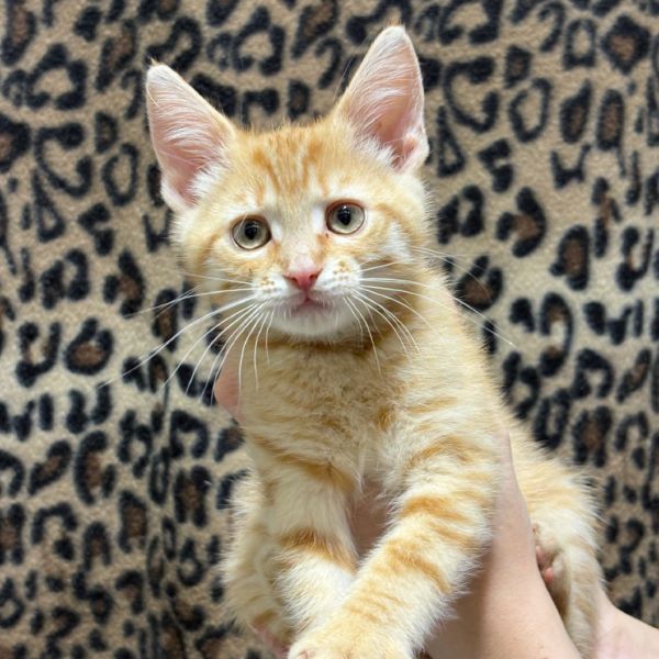 Pet Image