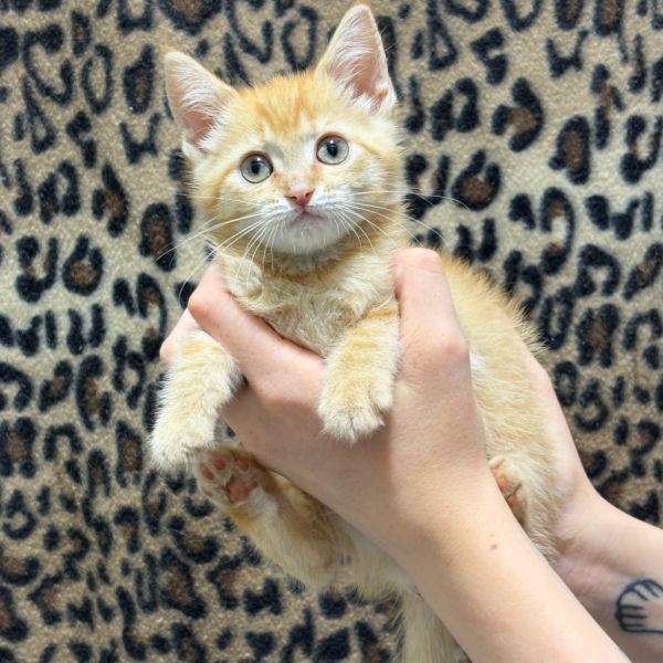 Pet Image