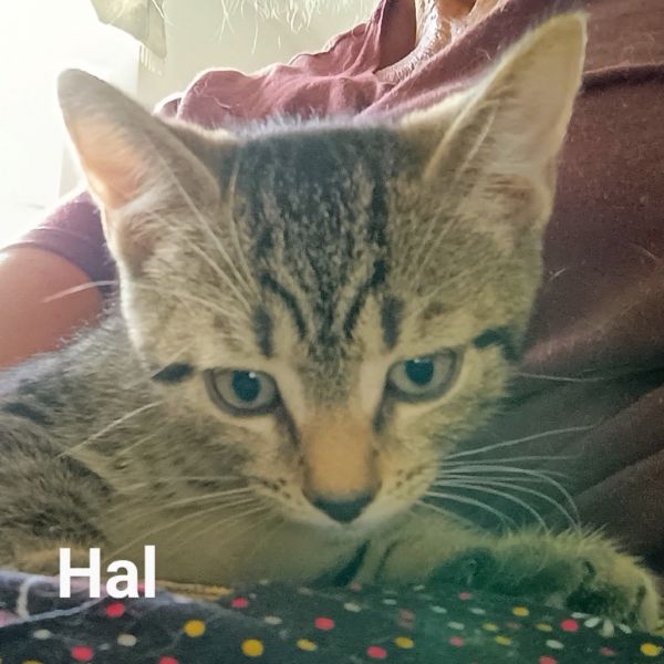 Pet Image