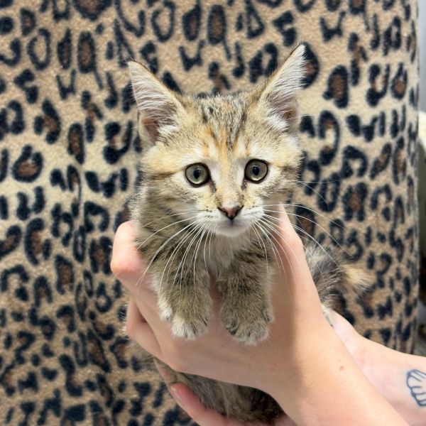 Pet Image