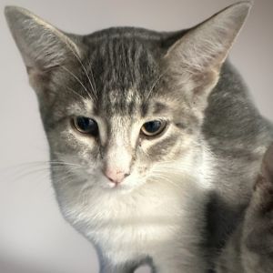 Sitka, Baby Female Domestic Short Hair