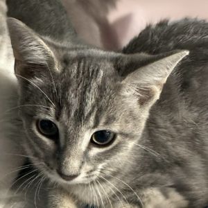 Shellie, Baby Female Domestic Short Hair