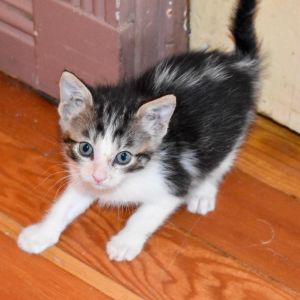 Maple, Baby Female Domestic Short Hair