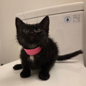 Pearl Krab, Baby Female Domestic Short Hair