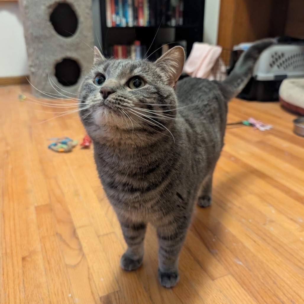 Colby, an adoptable Domestic Short Hair in Wadena, MN, 56482 | Photo Image 2