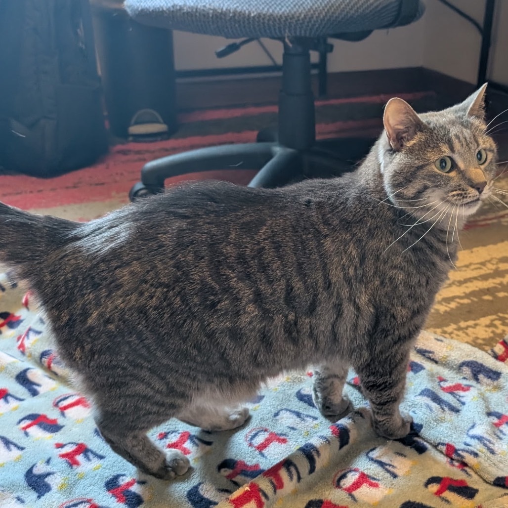 Colby, an adoptable Domestic Short Hair in Wadena, MN, 56482 | Photo Image 3