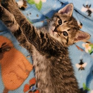 Diablo, Baby Male Domestic Short Hair