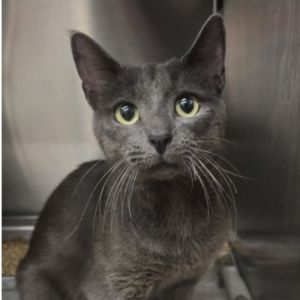 Whisker Domestic Short Hair Cat