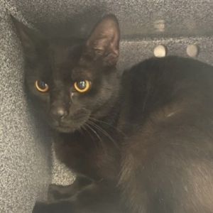 Dracula Domestic Short Hair Cat