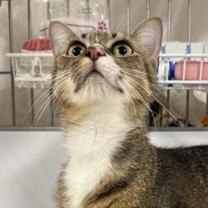Ginger is on site at our adoption center in SoHo Ginger is a two-year-old female Ginger is looking
