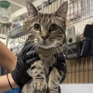 Gemini is on site at our adoption center in SoHo Gemini is a two-year-old female She enjoys explor