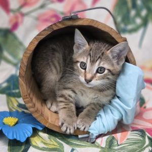Baguette-C, Baby Female Domestic Short Hair