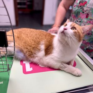 Malachi, Adult Male Domestic Short Hair