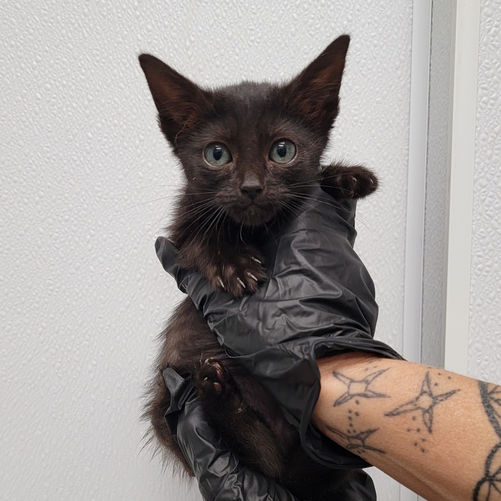 Cider, an adoptable Domestic Short Hair in Abilene, TX, 79602 | Photo Image 1