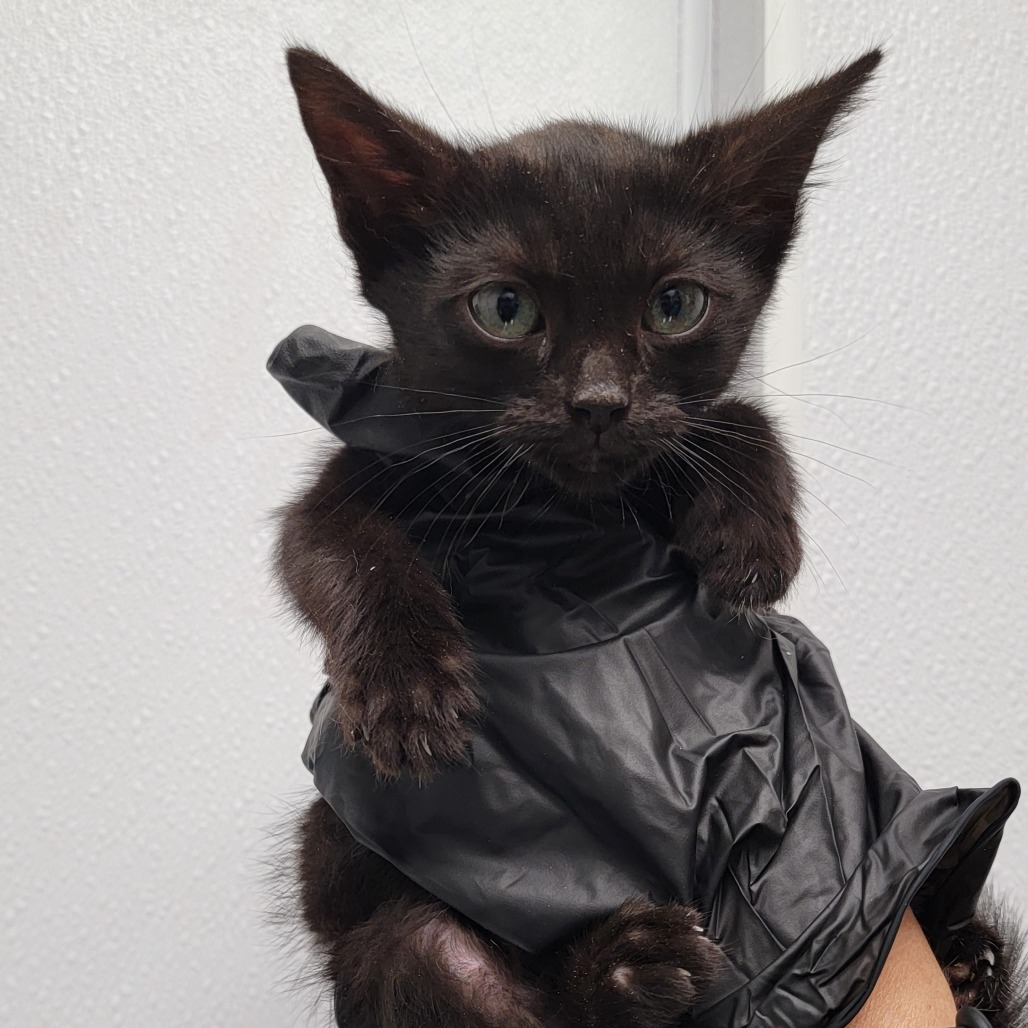 Cashew, an adoptable Domestic Short Hair in Abilene, TX, 79602 | Photo Image 1