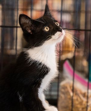 Egon, Baby Male Domestic Short Hair