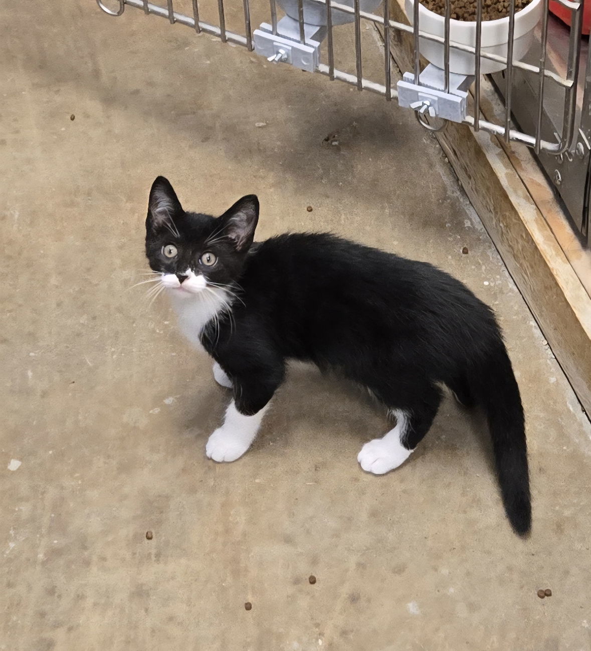 Egon