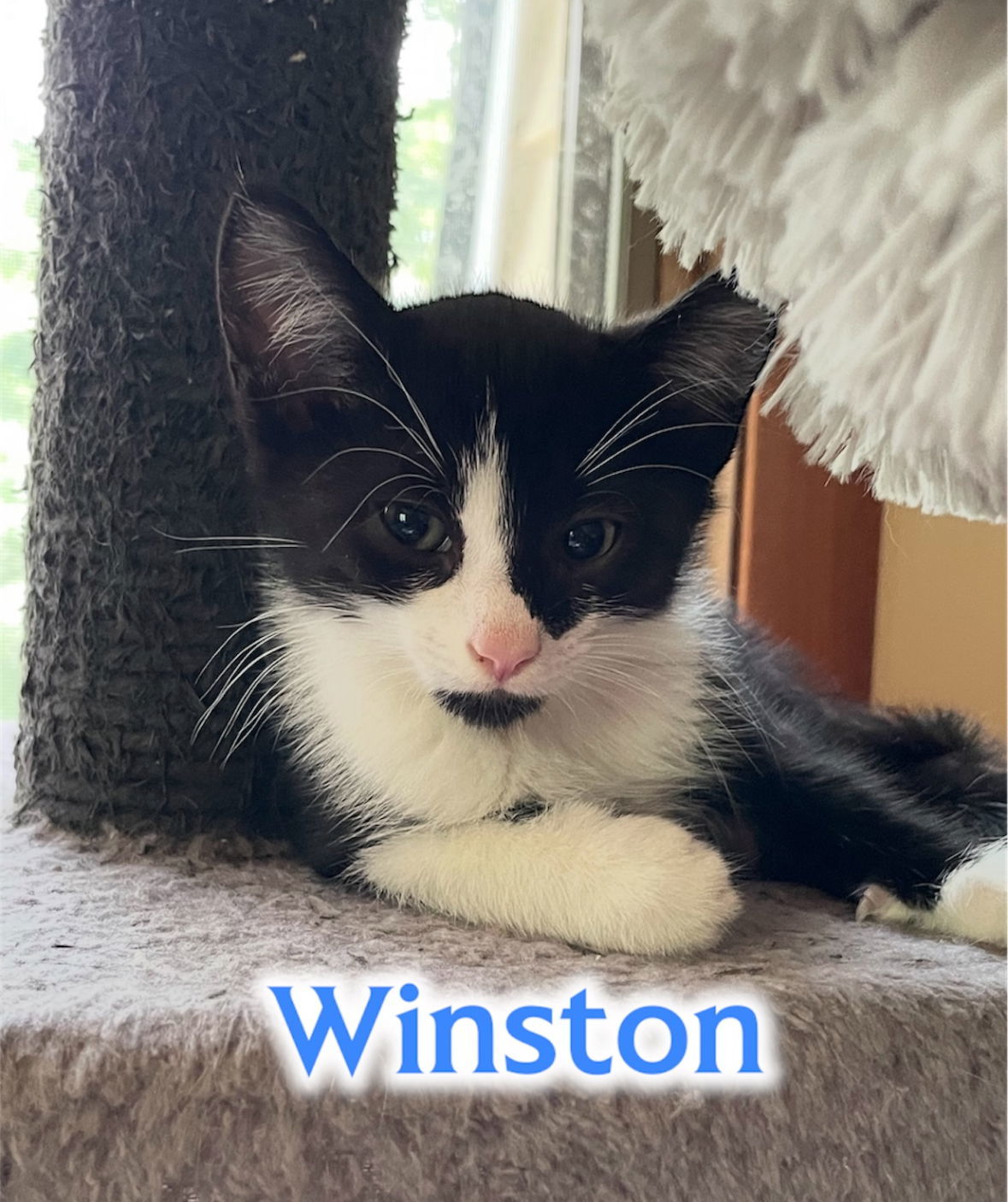 Winston