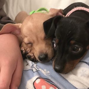 Meet your new best friend This adorable puppy is full of curiosity energy and