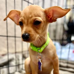 Meet your new best friend This adorable puppy is full of curiosity energy and endless potential 