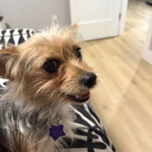 Meet Bobo a 6 lb little guy with a calm affectionate and playful spirit Bobo loves to be close t