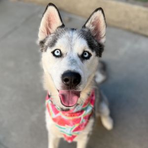 Meet Natasha At just a year old Natasha is still very much a puppy - playful curious and full of