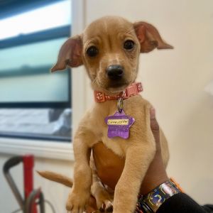 Meet your new best friend This adorable puppy is full of curiosity energy and endless potential 