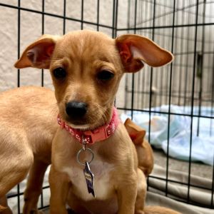 Meet your new best friend This adorable puppy is full of curiosity energy and endless potential 